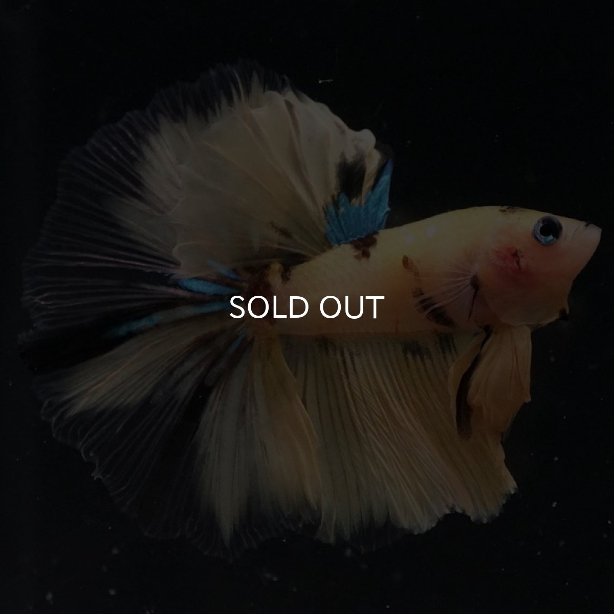 画像3: HM イエロータイガー (3)