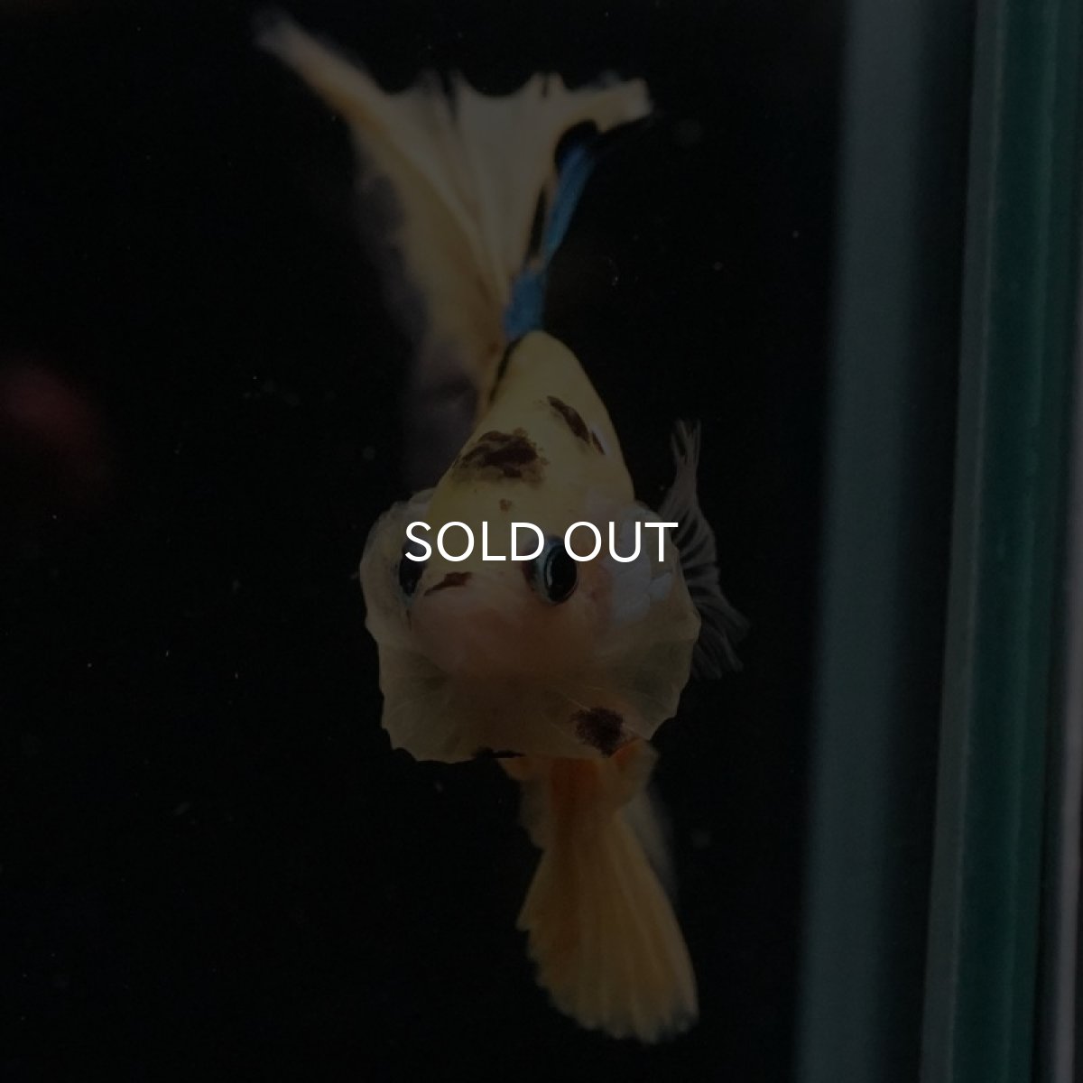 画像5: HM イエロータイガー (5)