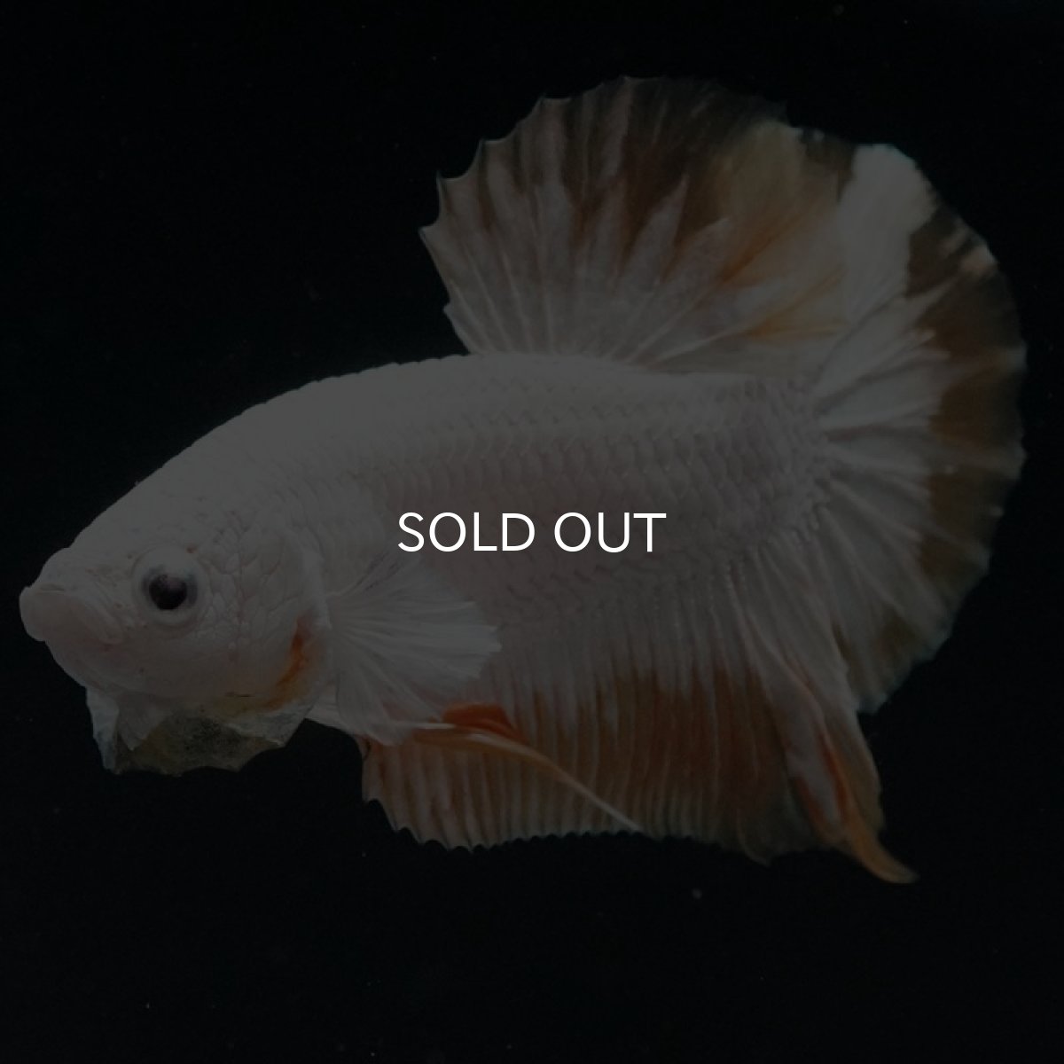 画像6: HMPK プラチナイエロードラゴン スノー (6)