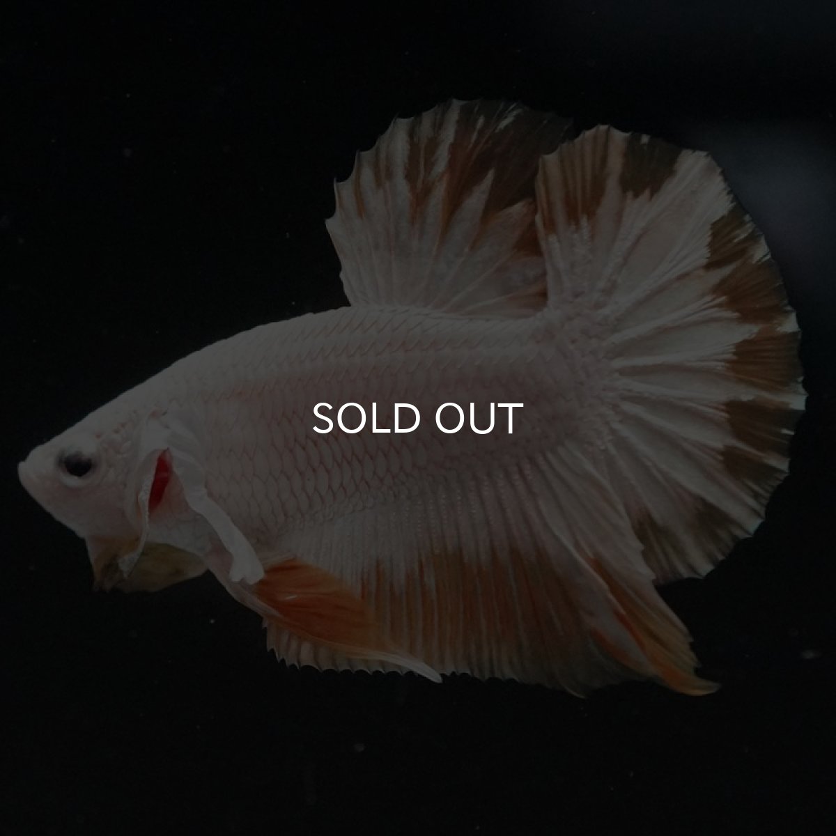 画像4: HMPK プラチナイエロードラゴン スノー (4)