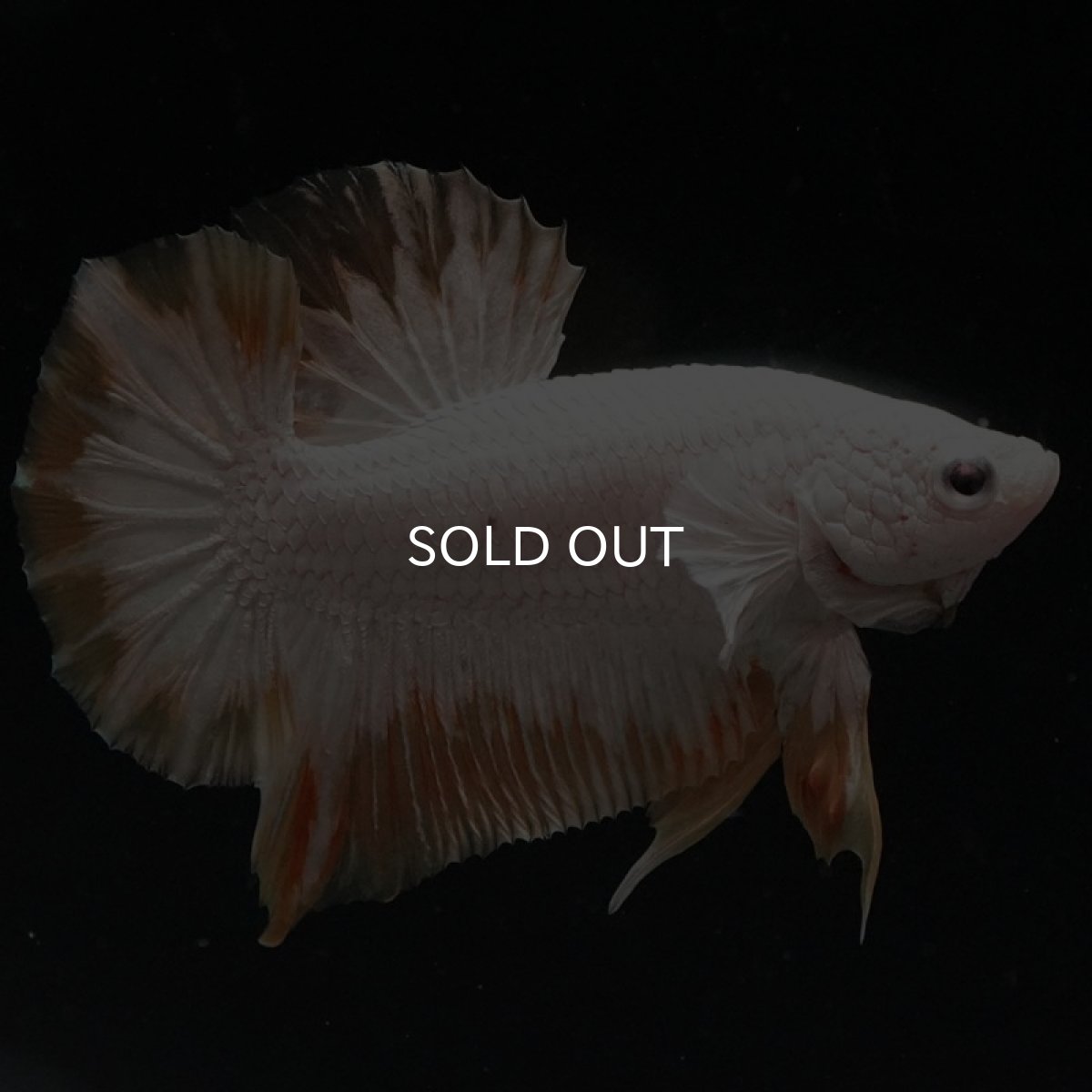 画像3: HMPK プラチナイエロードラゴン スノー (3)