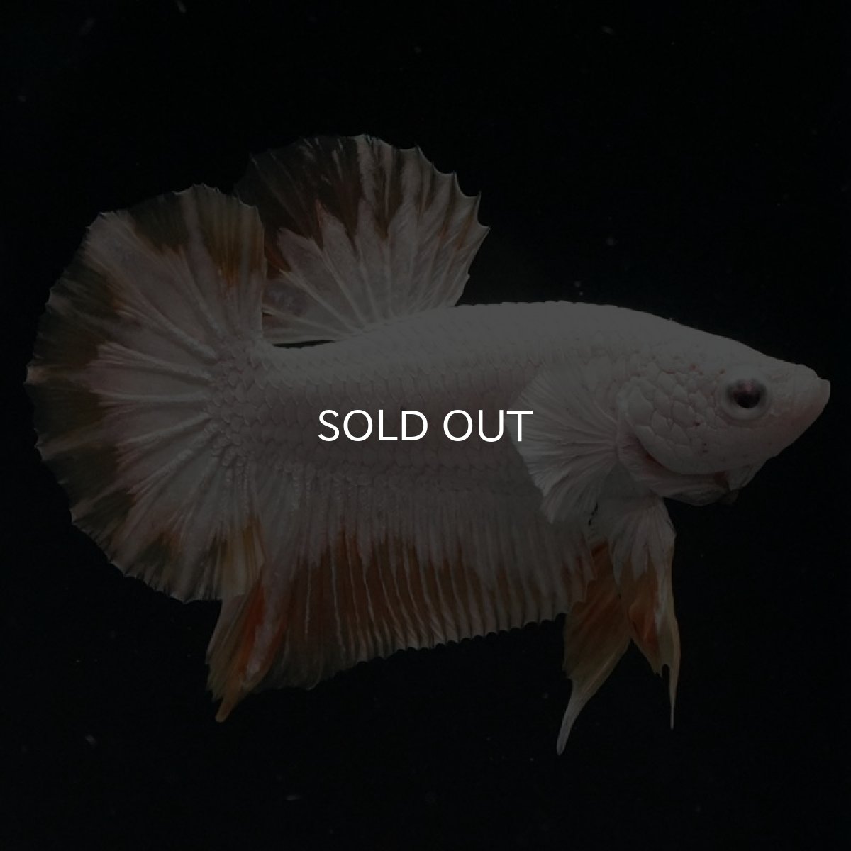 画像5: HMPK プラチナイエロードラゴン スノー (5)