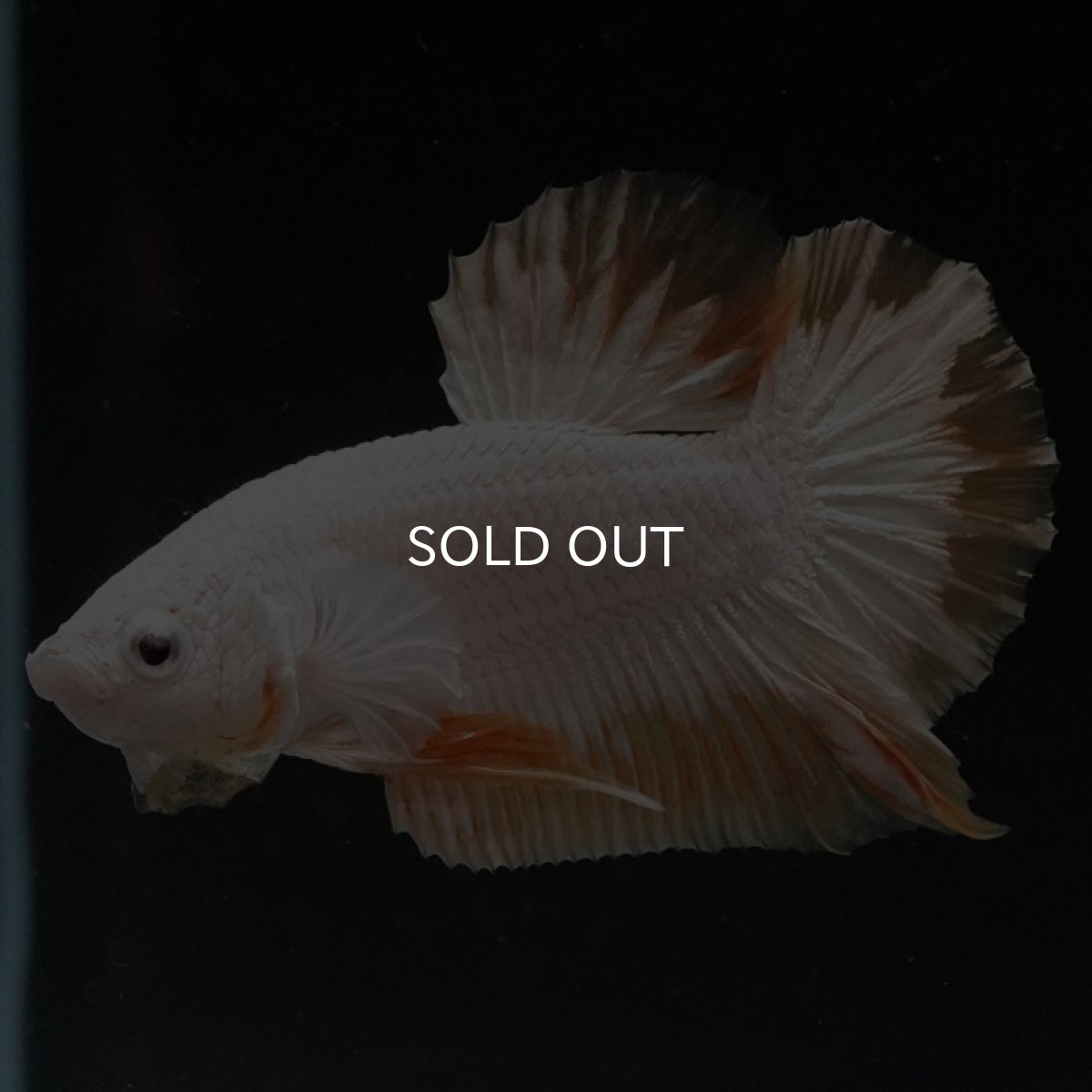 画像2: HMPK プラチナイエロードラゴン スノー (2)