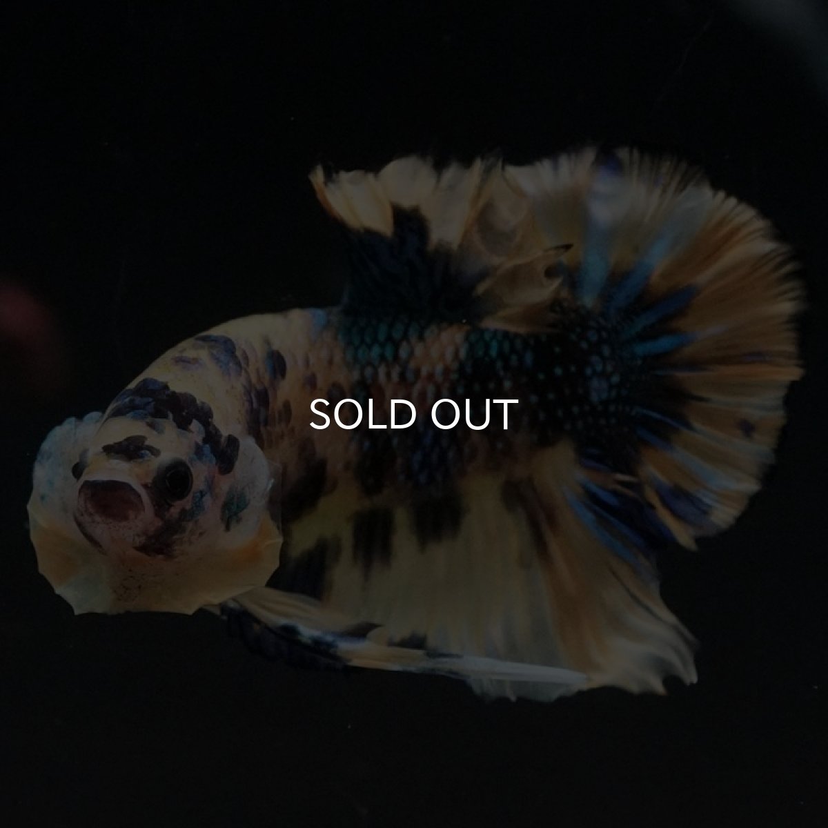 画像7: HMPK イエロータイガーギャラクシー (7)