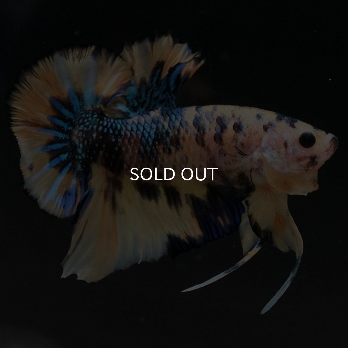 画像2: HMPK イエロータイガーギャラクシー (2)