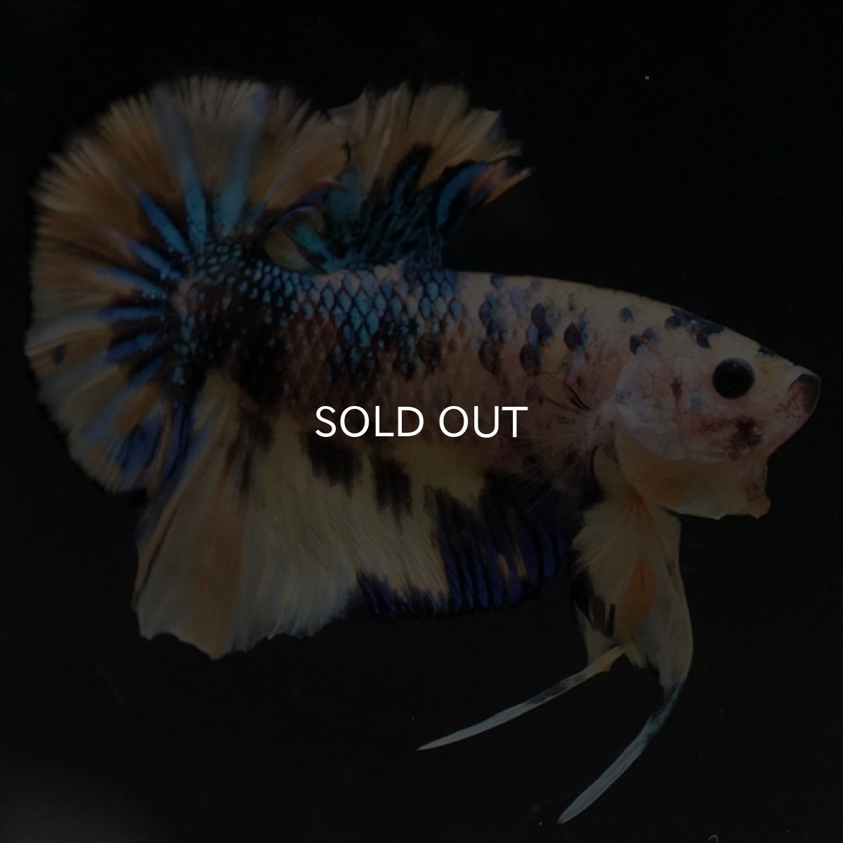 画像9: HMPK イエロータイガーギャラクシー (9)