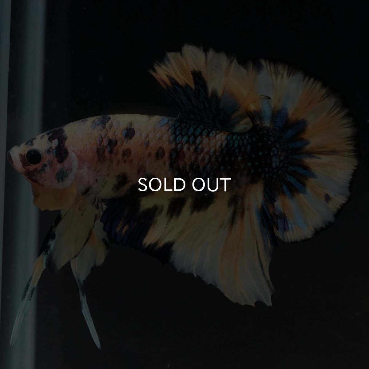 画像5: HMPK イエロータイガーギャラクシー (5)