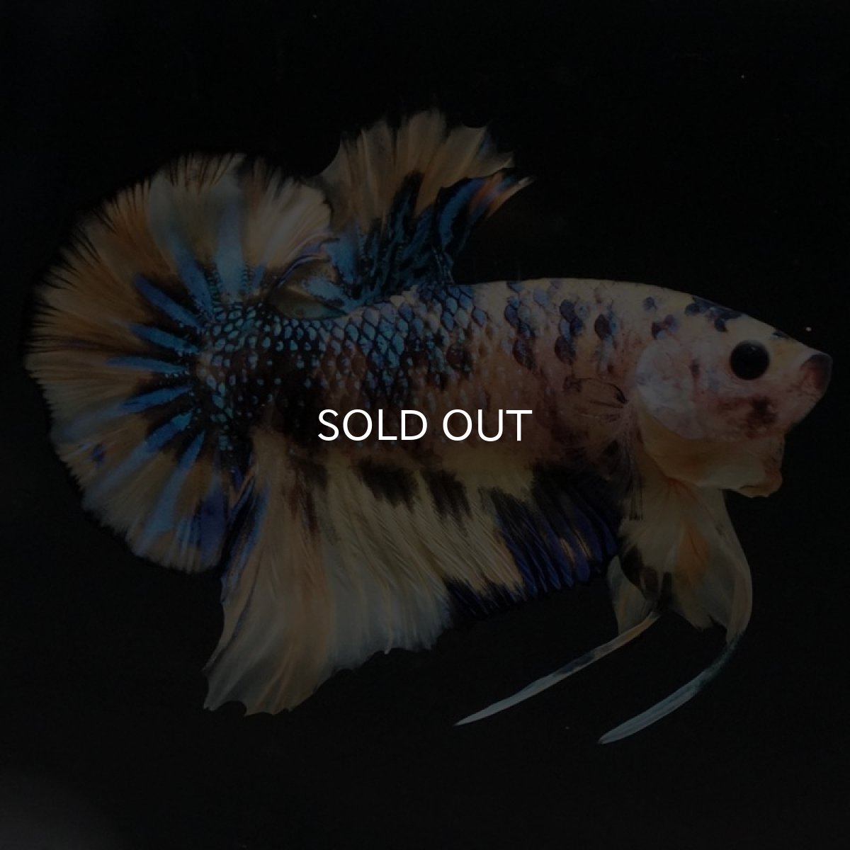 画像6: HMPK イエロータイガーギャラクシー (6)