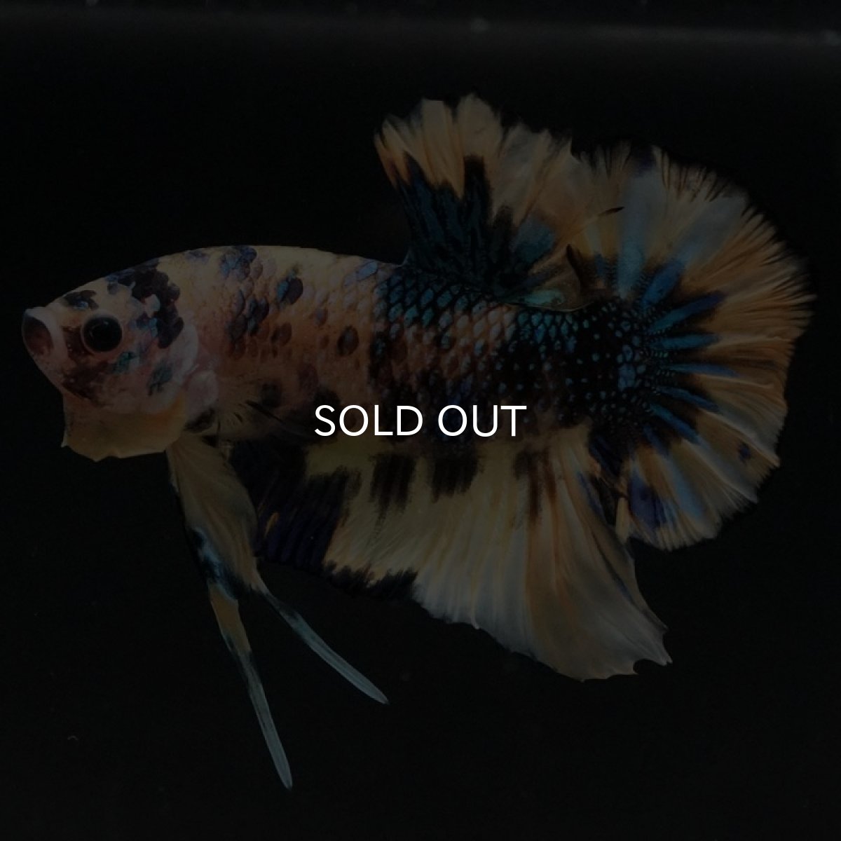 画像3: HMPK イエロータイガーギャラクシー (3)