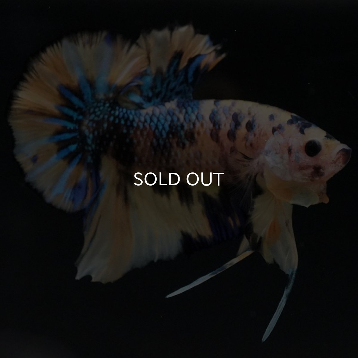 画像4: HMPK イエロータイガーギャラクシー (4)