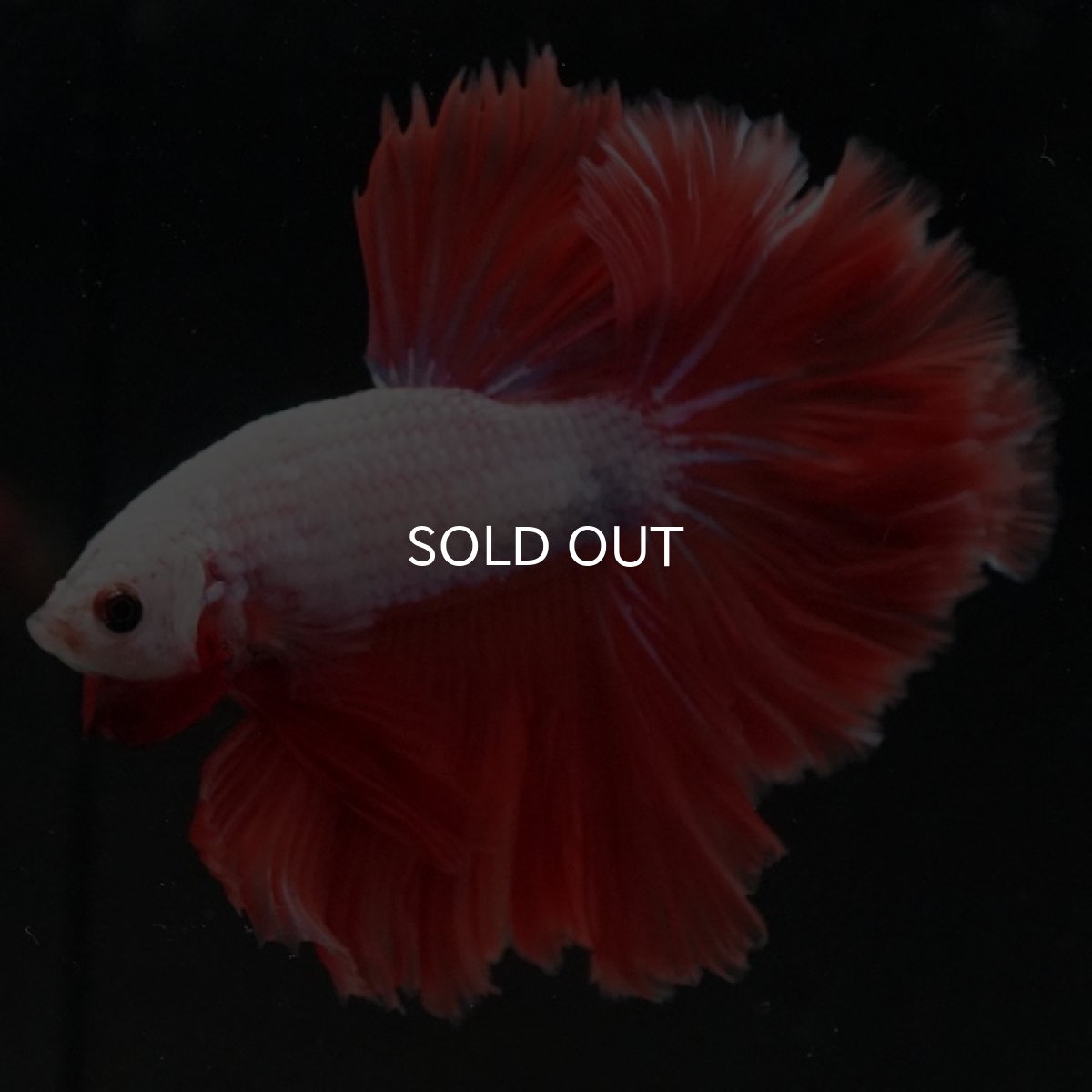 画像6: HM レッドドラゴン ローズテール (6)