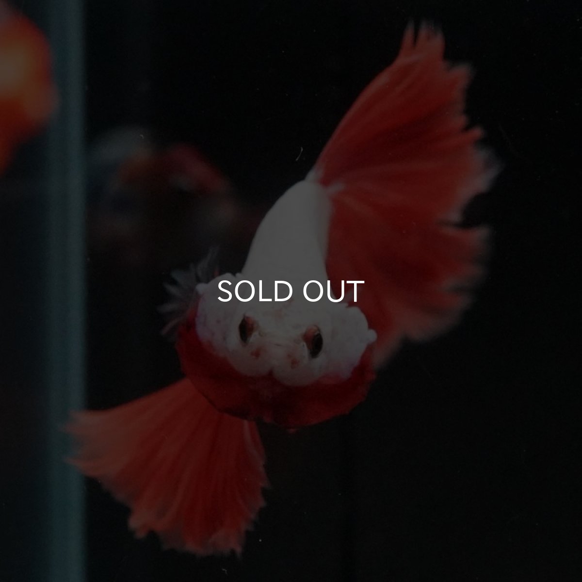 画像8: HM レッドドラゴン ローズテール (8)