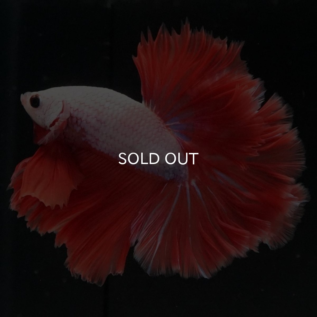 画像2: HM レッドドラゴン ローズテール (2)