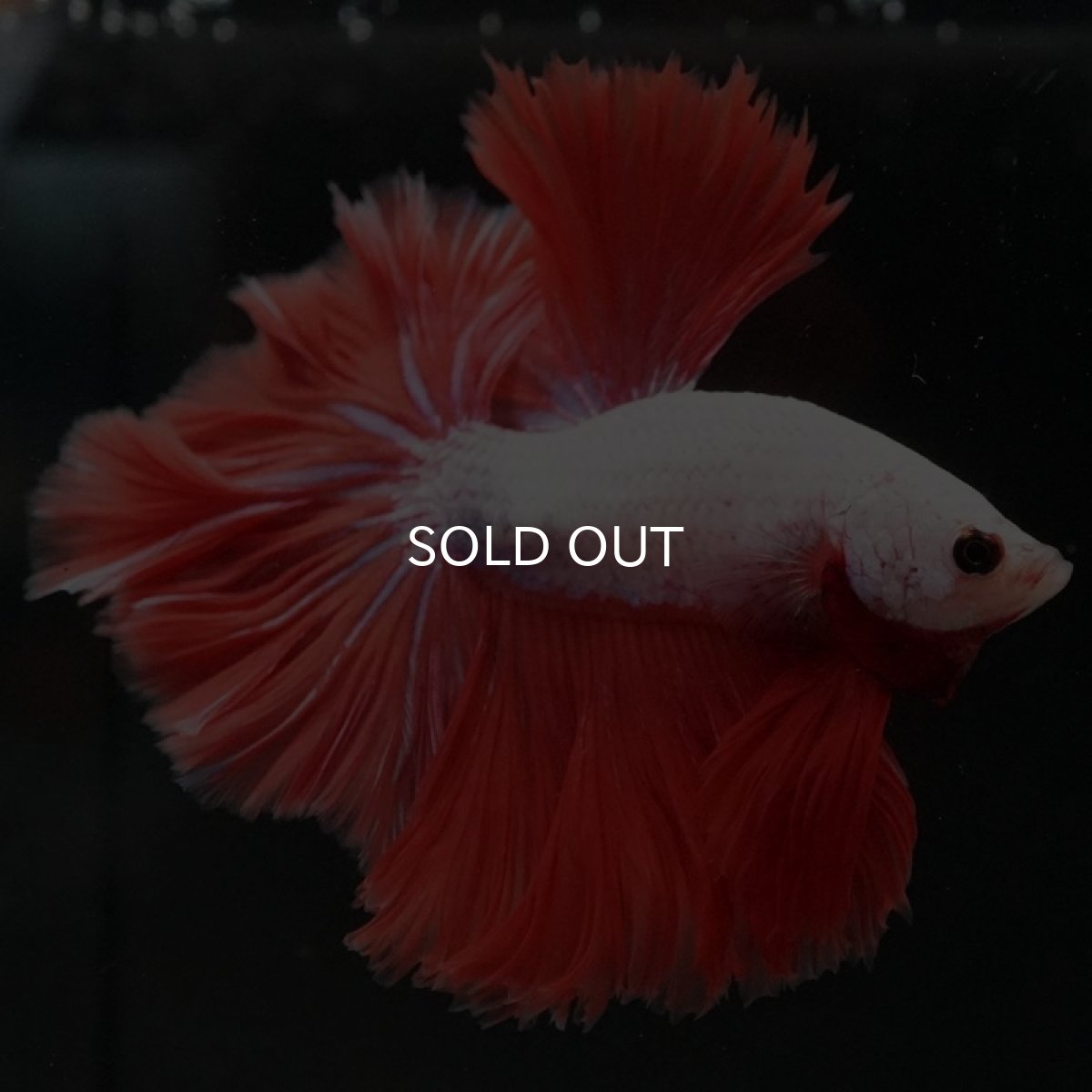 画像7: HM レッドドラゴン ローズテール (7)