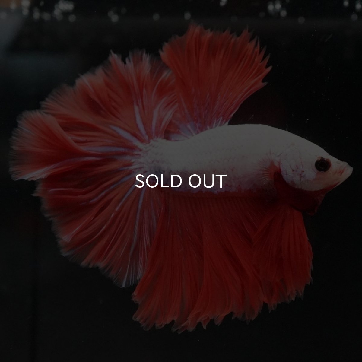 画像5: HM レッドドラゴン ローズテール (5)