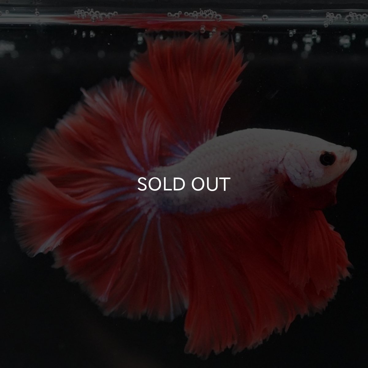 画像3: HM レッドドラゴン ローズテール (3)