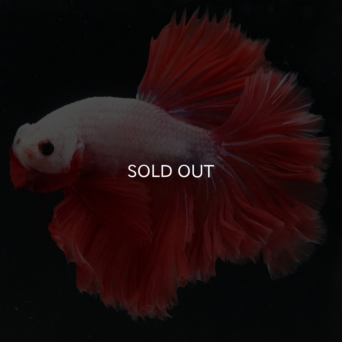 画像4: HM レッドドラゴン ローズテール (4)