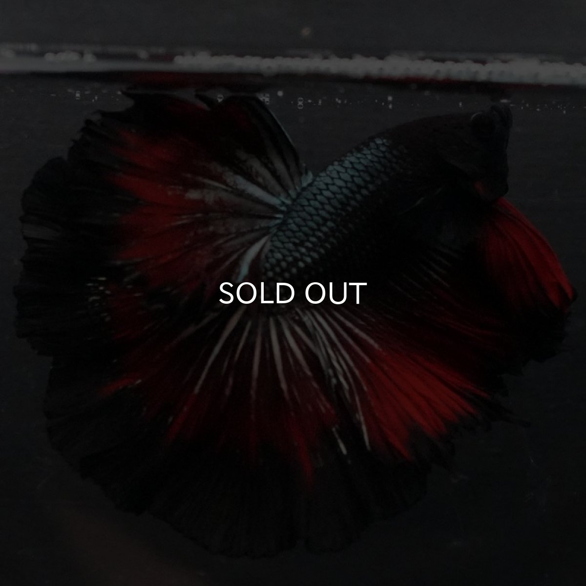 画像8: HM レッドカッパー ローズテール (8)