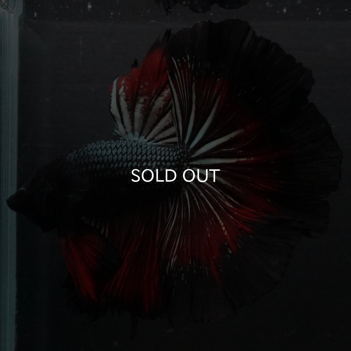 画像7: HM レッドカッパー ローズテール (7)