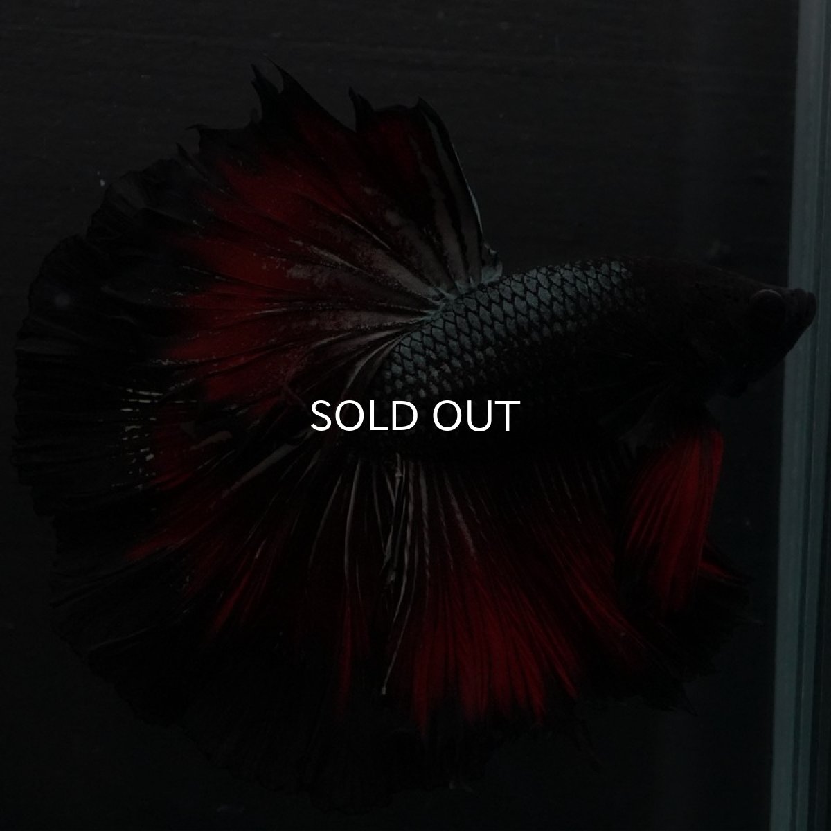 画像3: HM レッドカッパー ローズテール (3)