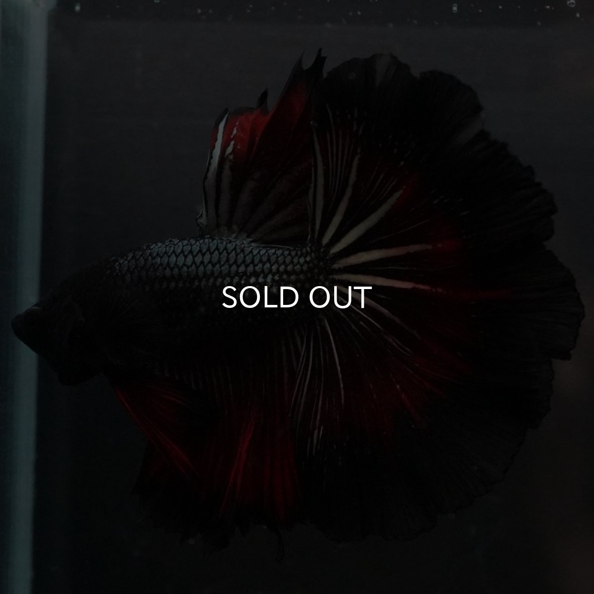 画像6: HM レッドカッパー ローズテール (6)