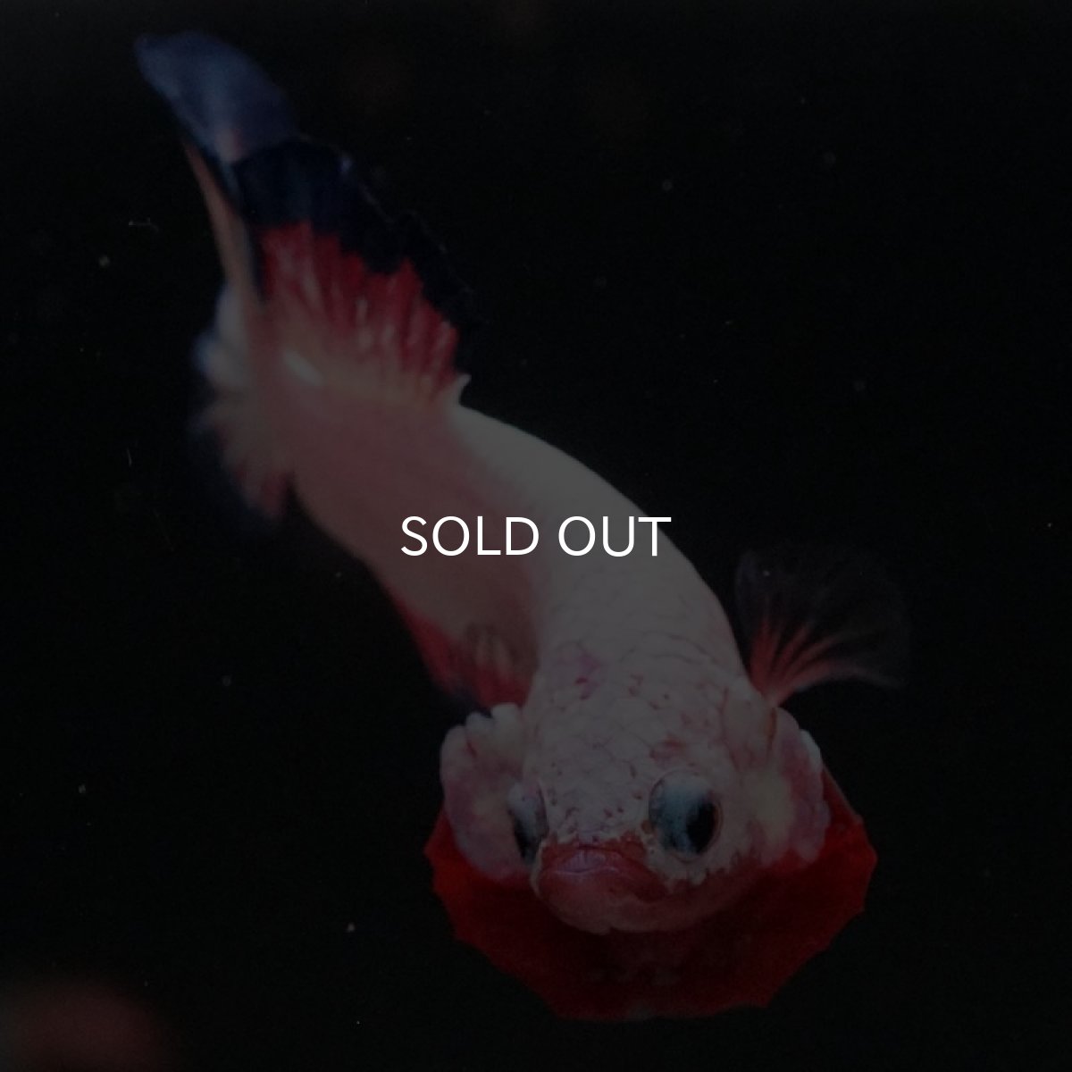 画像6: HMPK ホワイトファンシー (6)