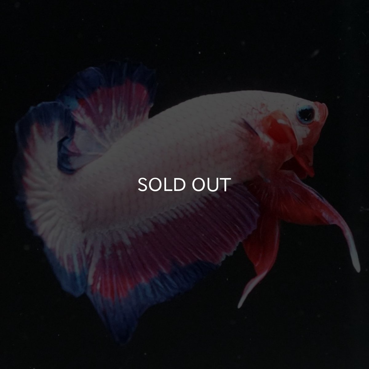 画像7: HMPK ホワイトファンシー (7)