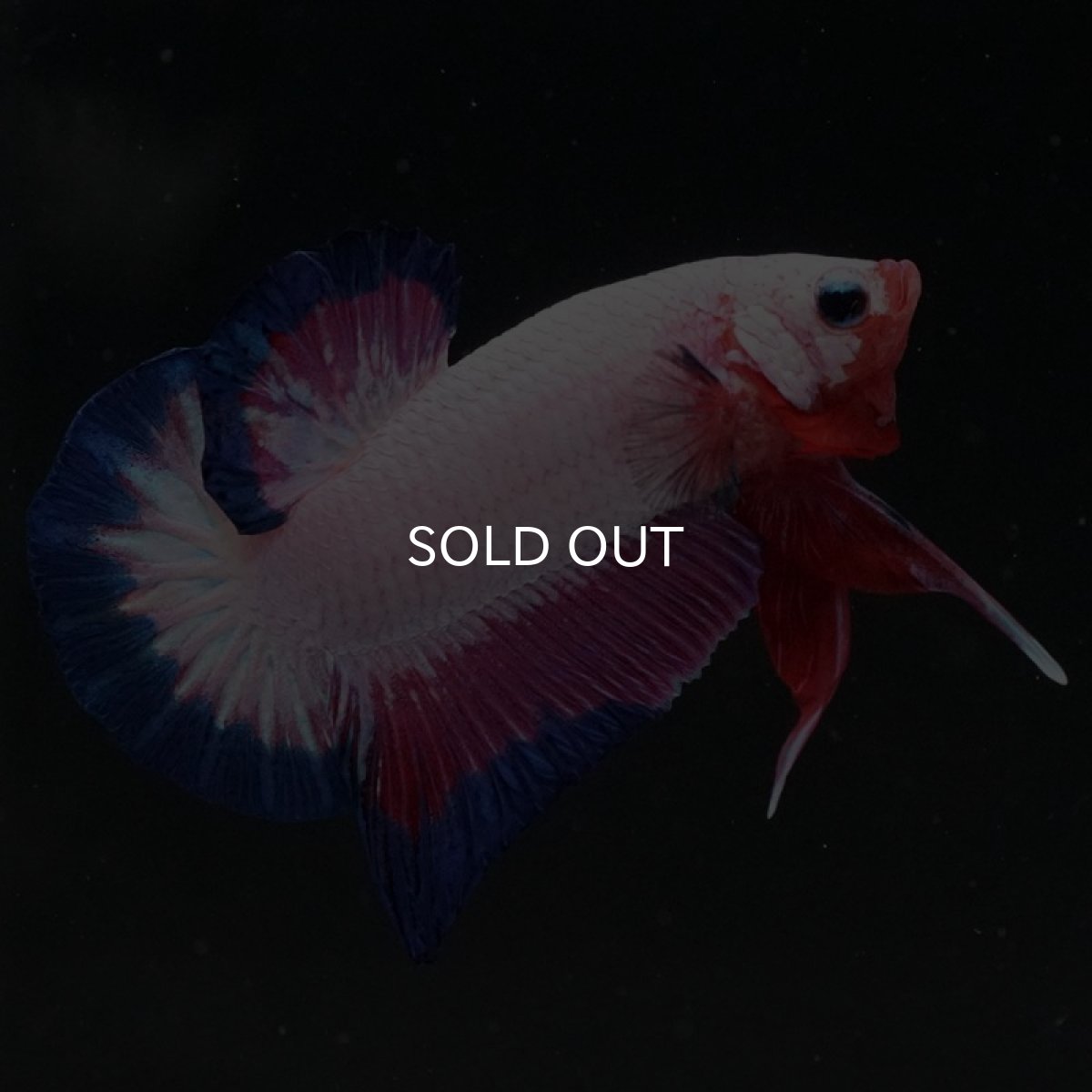 画像5: HMPK ホワイトファンシー (5)