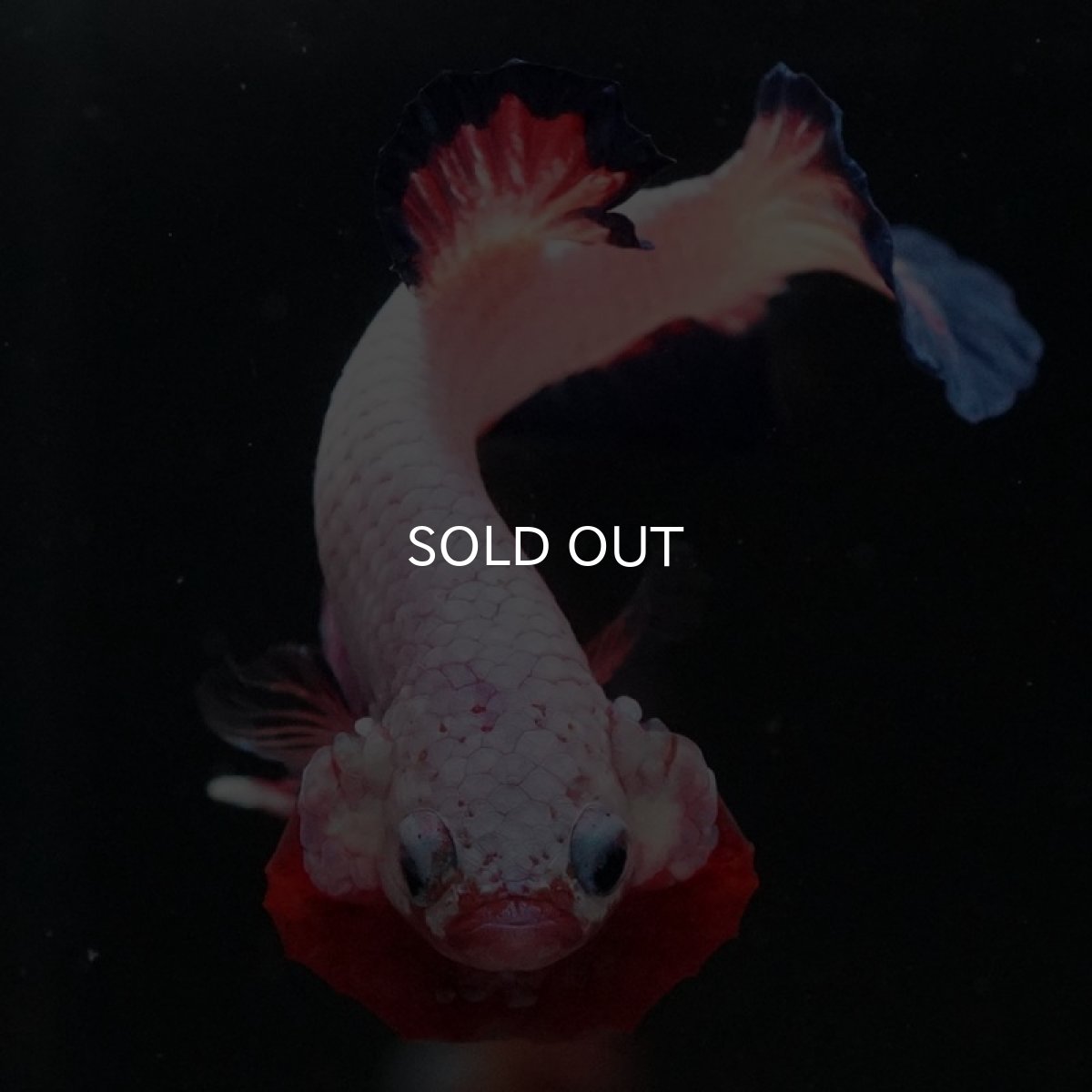 画像3: HMPK ホワイトファンシー (3)