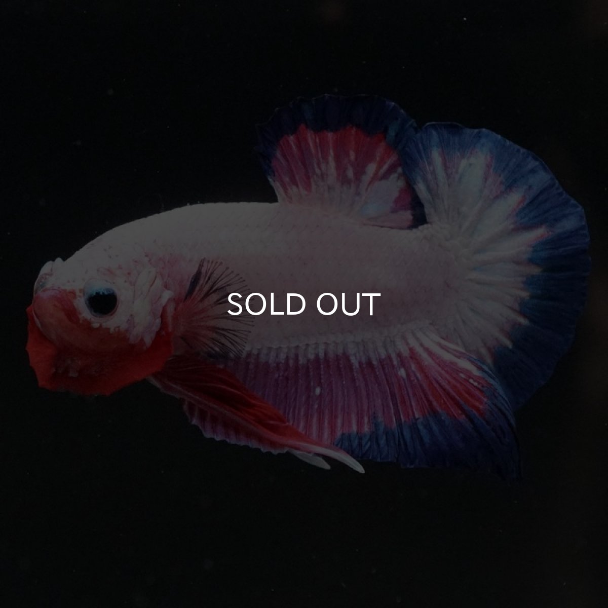 画像2: HMPK ホワイトファンシー (2)