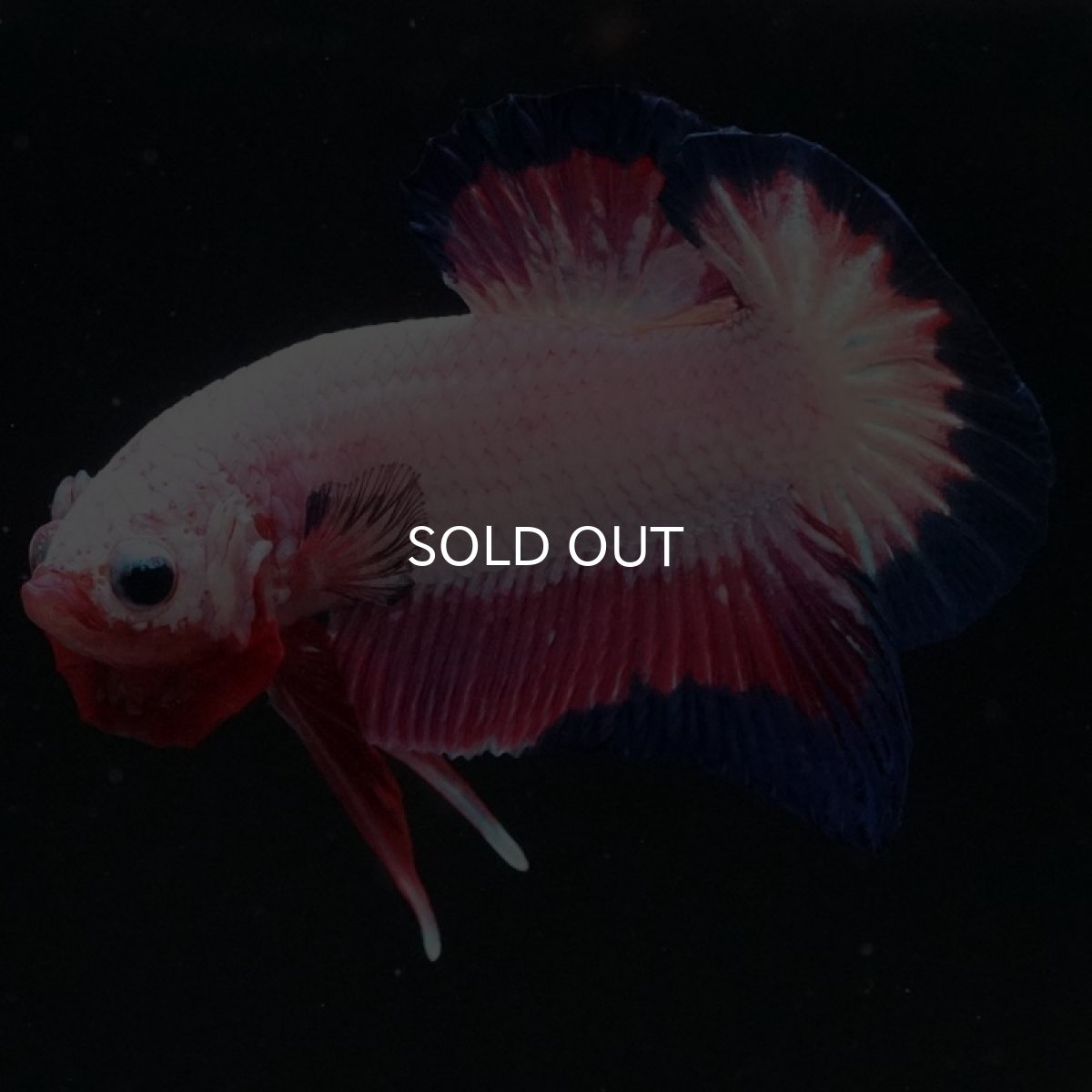 画像4: HMPK ホワイトファンシー (4)