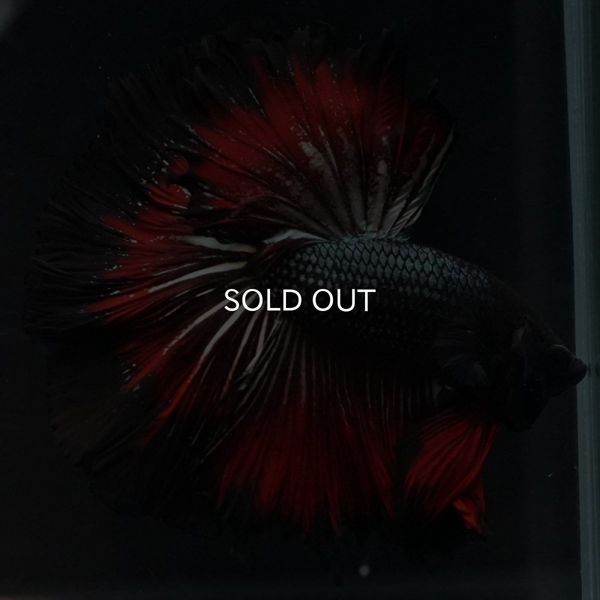 画像5: HM レッドカッパー ローズテール (5)