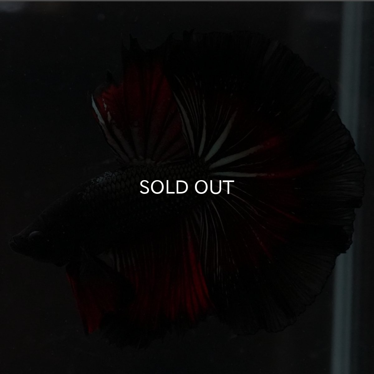 画像4: HM レッドカッパー ローズテール (4)