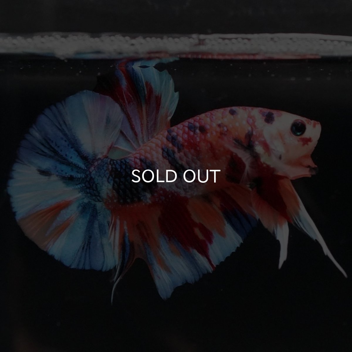 画像3: HMPK キャンディギャラクシー (3)