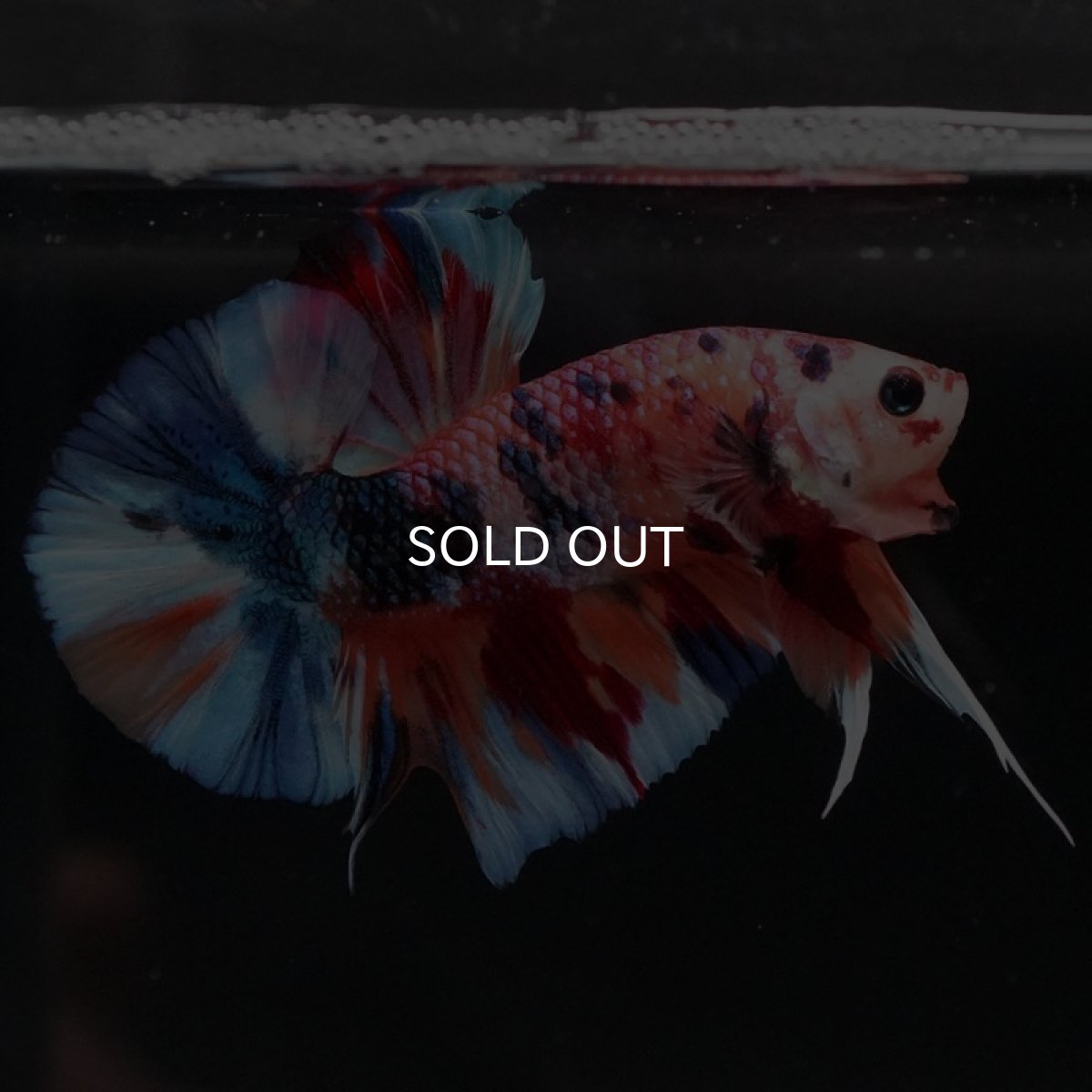 画像10: HMPK キャンディギャラクシー (10)