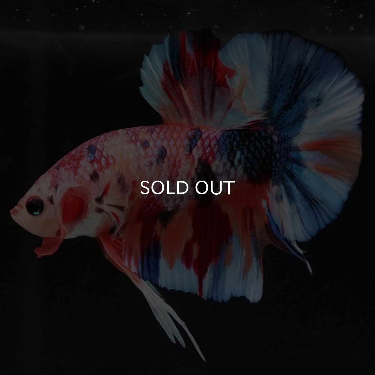 画像9: HMPK キャンディギャラクシー (9)