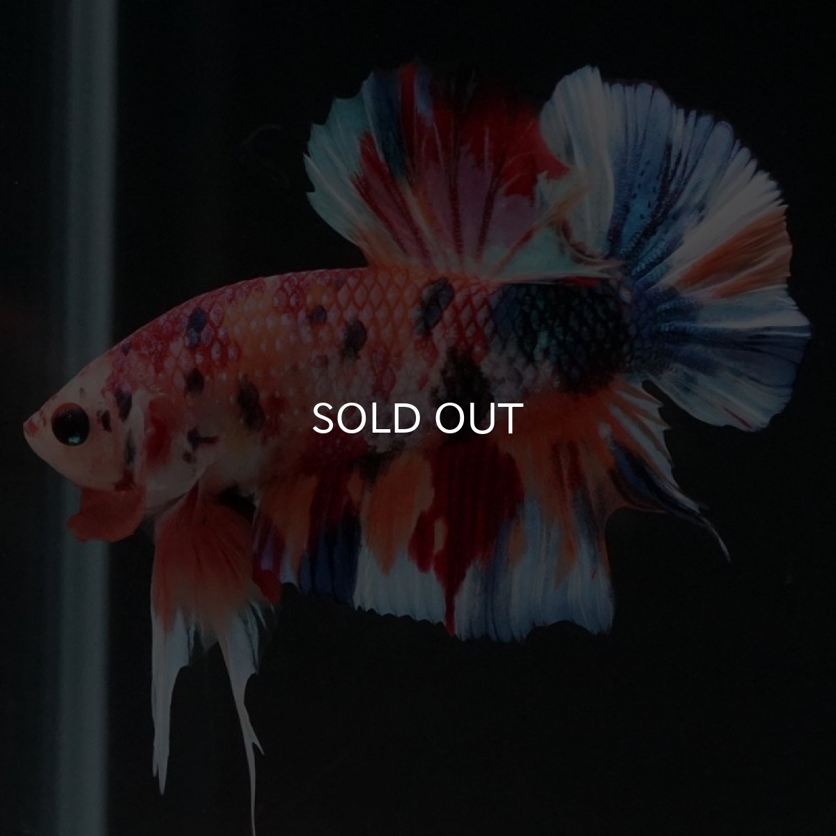 画像8: HMPK キャンディギャラクシー (8)