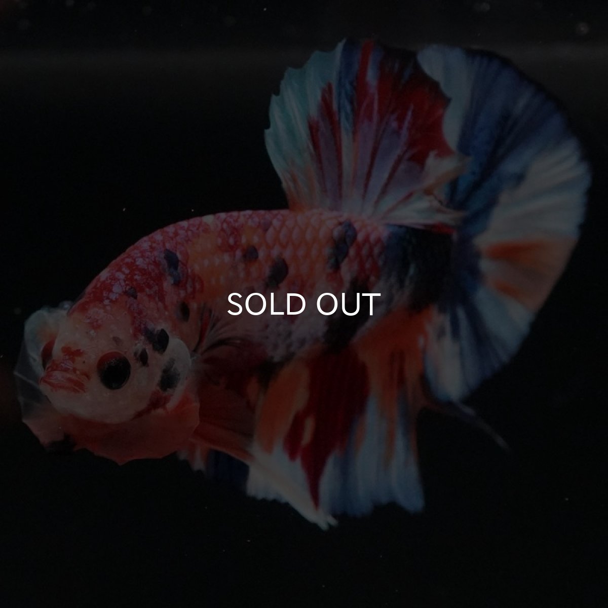 画像2: HMPK キャンディギャラクシー (2)