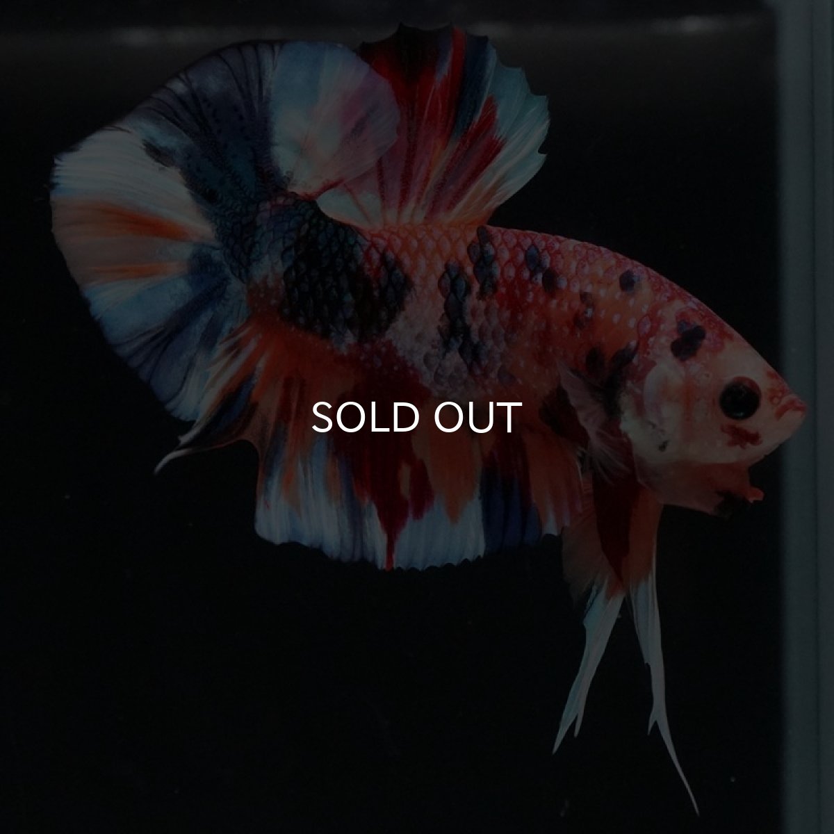 画像7: HMPK キャンディギャラクシー (7)