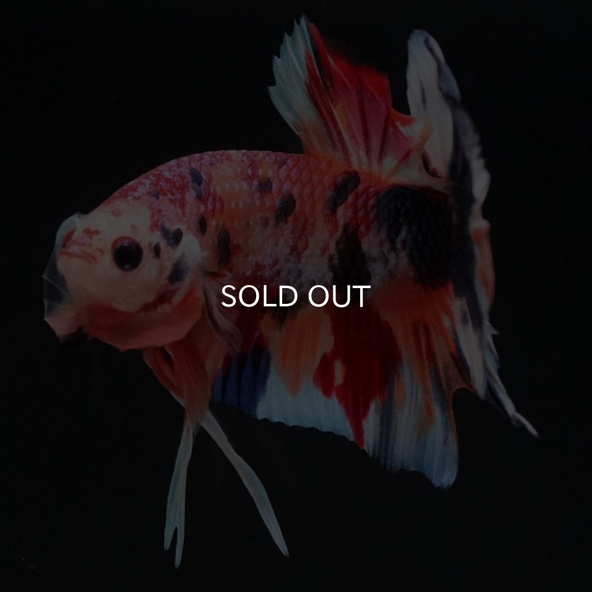 画像6: HMPK キャンディギャラクシー (6)