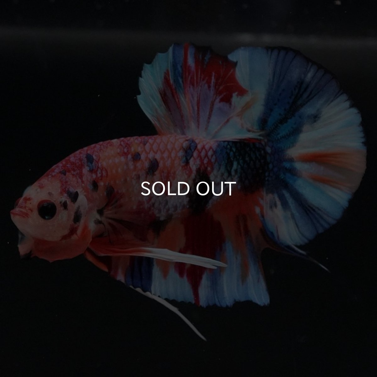 画像4: HMPK キャンディギャラクシー (4)