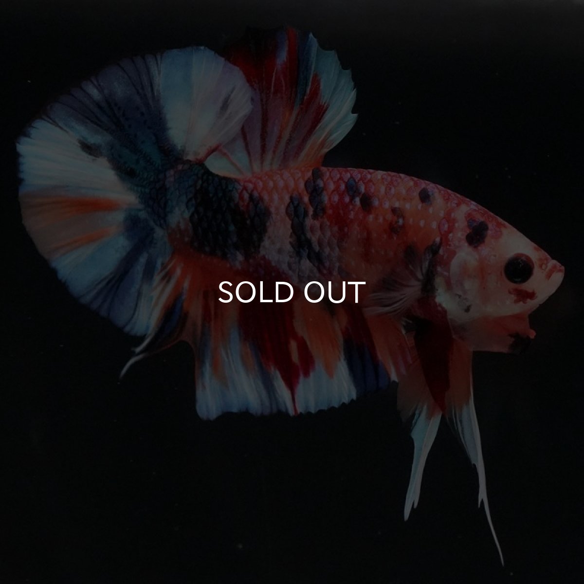 画像5: HMPK キャンディギャラクシー (5)