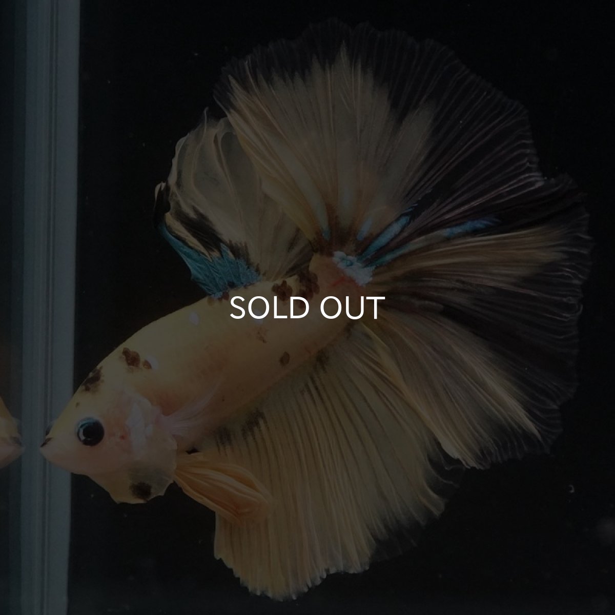 画像2: HM イエロータイガー (2)