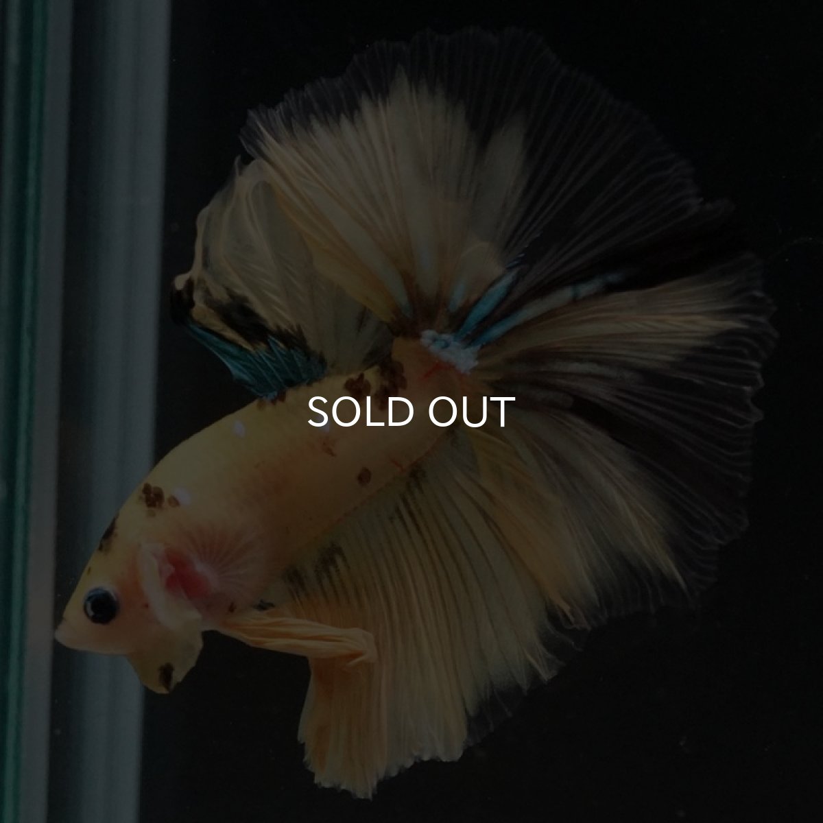 画像4: HM イエロータイガー (4)