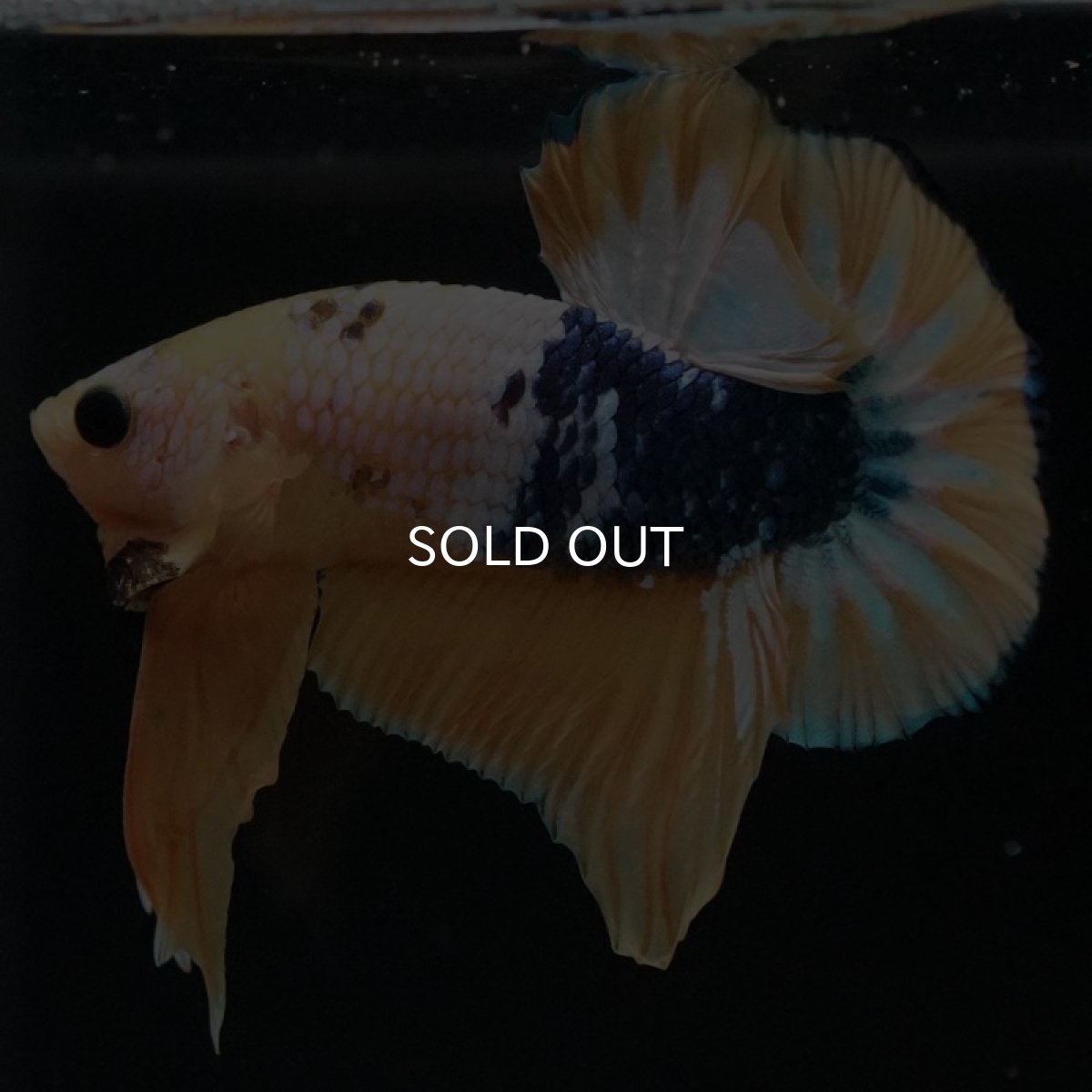 画像12: HMPK イエローファンシー (12)