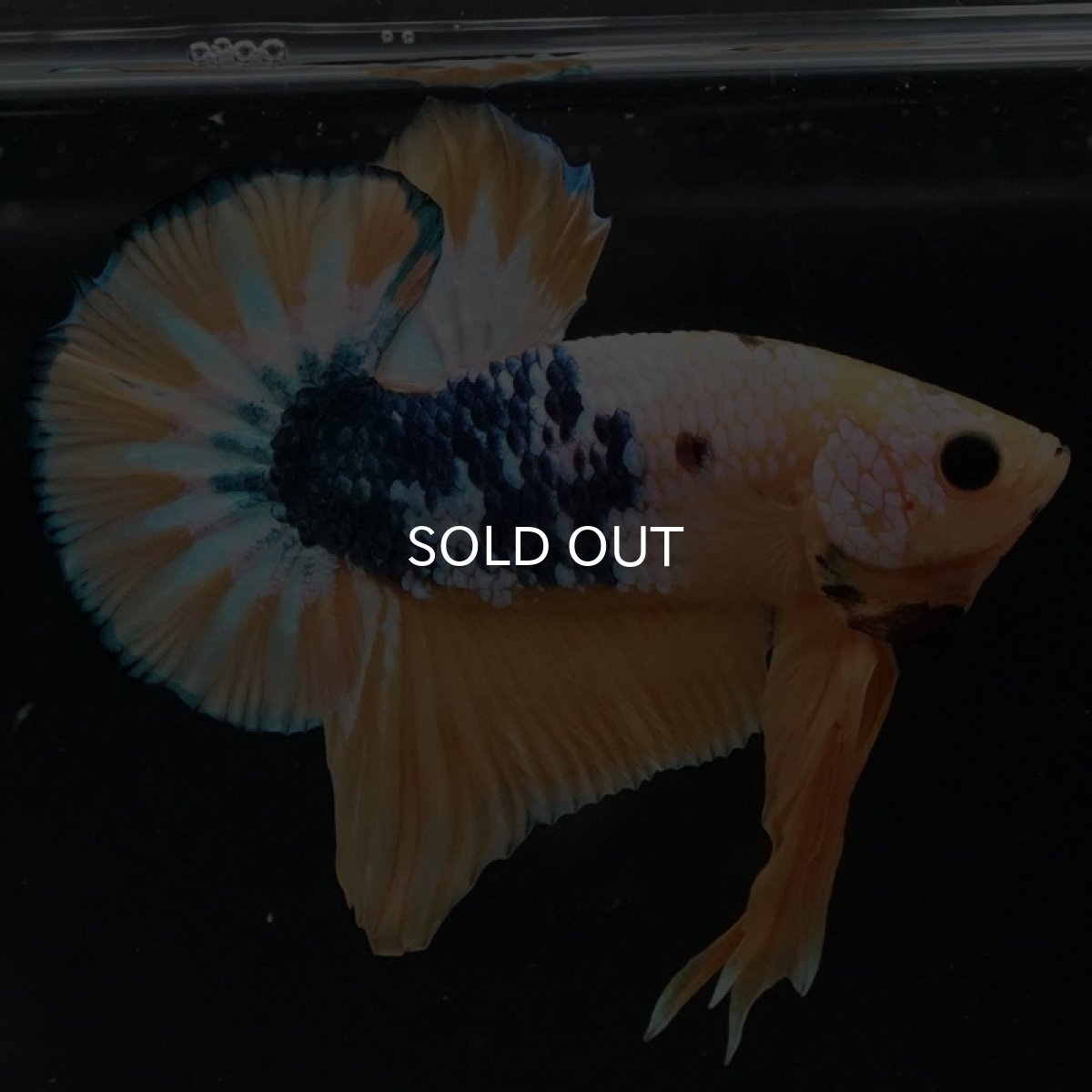 画像11: HMPK イエローファンシー (11)