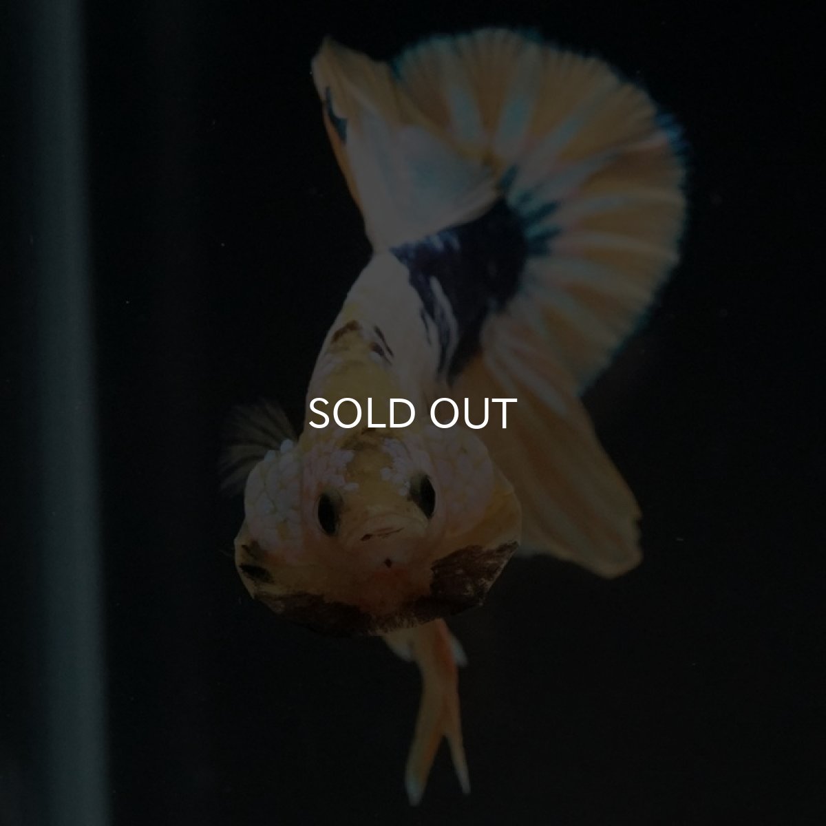 画像3: HMPK イエローファンシー (3)