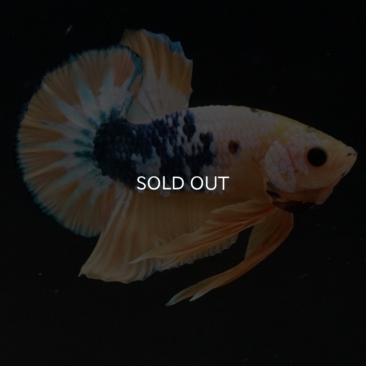 画像9: HMPK イエローファンシー (9)