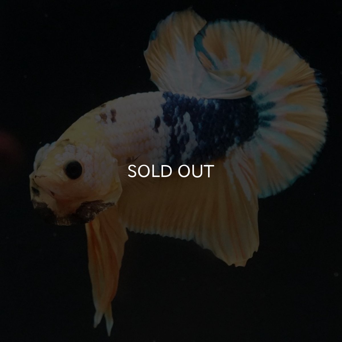 画像8: HMPK イエローファンシー (8)