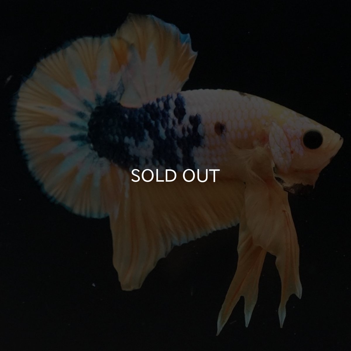 画像7: HMPK イエローファンシー (7)